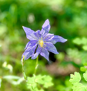 G Columbine