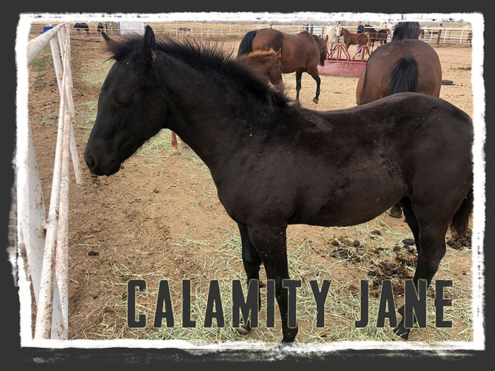 Calamity Jane